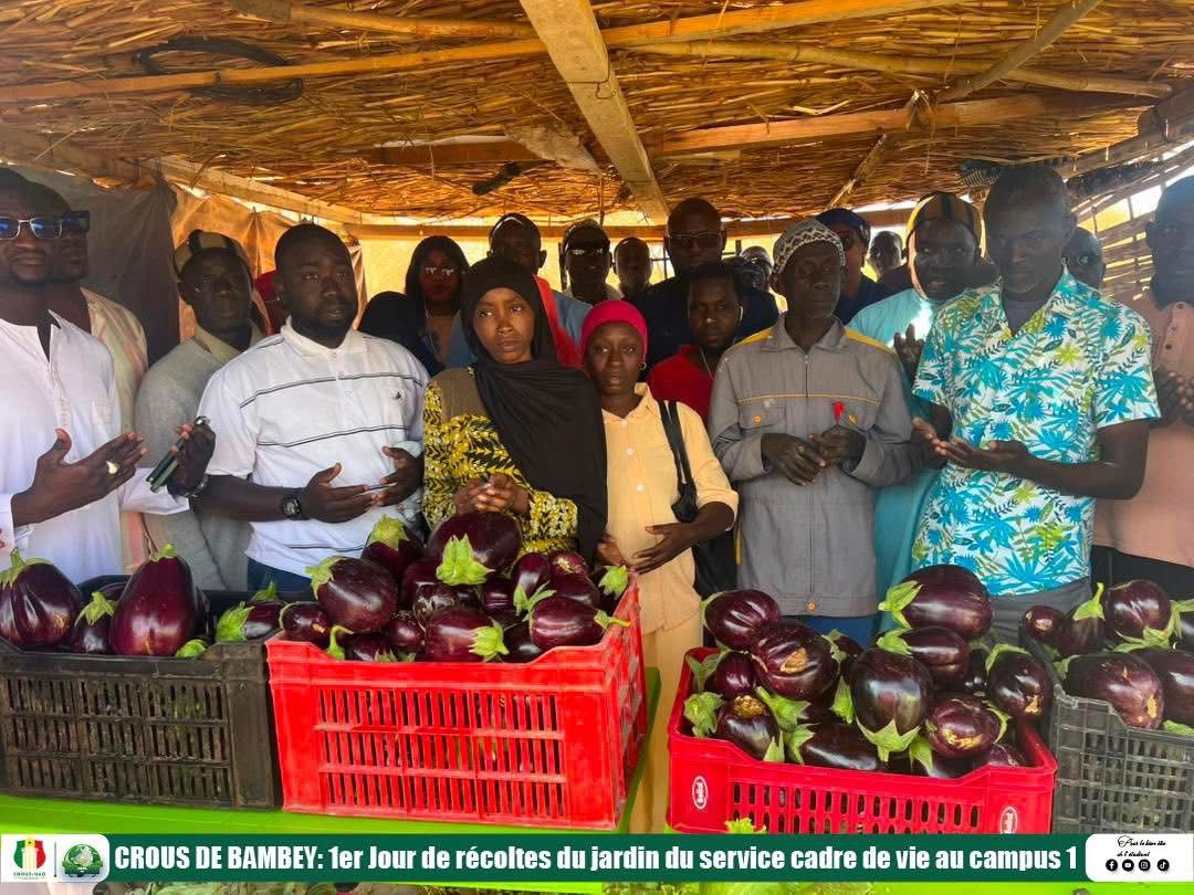 Premiere recolte du champs de maraichage du service de cadre de vie au campus 1.
